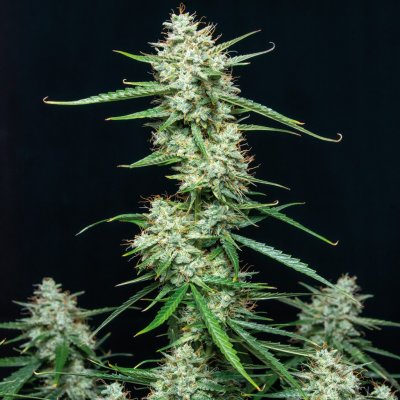 Buddha Seeds Syrup AUTO semena neobsahují THC 3 ks – Zboží Dáma