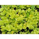 Lysimachia nummularia aurea – Zboží Dáma