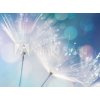 Tapety WEBLUX Fototapeta plátno Dandelion Seeds in the drops of dew on a beautiful blurred background. Dandelions on a beautiful blue background. Drops of dew sparkle on the dan 330 x 244 cm