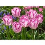 Tulipán 'Passion Play' 5 ks – Zboží Dáma
