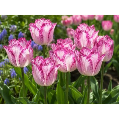 Tulipán 'Passion Play' 5 ks – Zboží Dáma