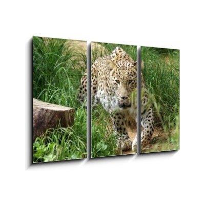 Obraz 3D třídílný - 105 x 70 cm - SONY DSC leopard hunting bezuzdný – Zboží Mobilmania