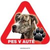 Autovýbava Grel nálepka na plech pozor pes v autě stafordširský teriér