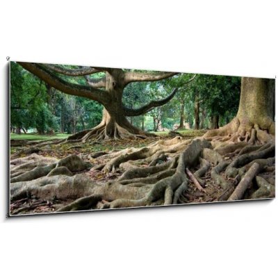 Obraz 1D panorama - 120 x 50 cm - Primeval rainforest in Kandy, Sri Lanka Pralesní deštný prales v Kandy na Srí Lance – Zboží Mobilmania