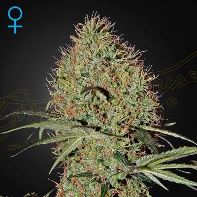 Green House Seed Super Bud Auto semena neobsahují THC 3 + 3 ks – Zboží Dáma