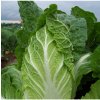 Osivo a semínko Zelí pekingské Hilton - Brassica pekinensis - semena zelí - 100 ks