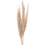 Přírodní béžová kytice sušené květy trávy – 100 cm – Zboží Mobilmania