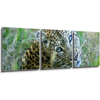 Obraz 3D třídílný - 150 x 50 cm - Leopard leopard leopards animální