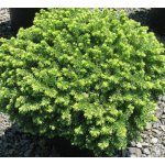 Picea abies 'Little Gem' Prodejní velikost: 005/015, Velikost hrnku: 2 l – Sleviste.cz