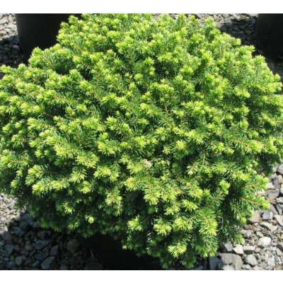 Picea abies 'Little Gem' Prodejní velikost: 005/015, Velikost hrnku: 2 l – Sleviste.cz