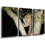 Obraz 3D třídílný - 90 x 50 cm - leopard leopard panther Jižní Afrika – Hledejceny.cz