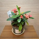 Euphorbia Milii Maxi Olympia č3 – Zbozi.Blesk.cz