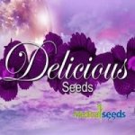 Delicious Seeds Chocobang semena neobsahují THC 1 ks – Zboží Mobilmania