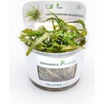 Cryptocoryne crispatula – Zboží Mobilmania