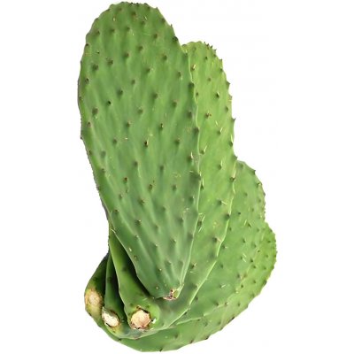 EasyFish list Opuncie 700-800 g – Zboží Mobilmania