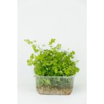 Hydrocotyle japan – Zboží Dáma