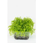 Micranthemum umbrosum - Malokvětka tmavá – Zboží Mobilmania