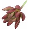 Květina Umělý sukulent lotos Crassula Capitella 10 cm