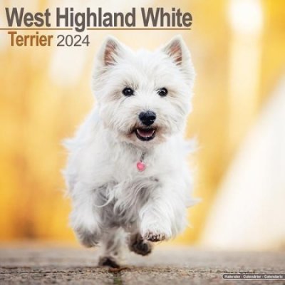 West Highland Terrier Square Dog Breed Wall 16 Month 2024
