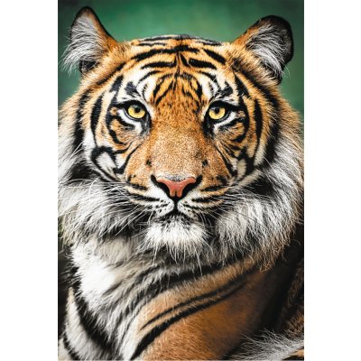 TREFL Tygří portrét 1500 dílků – Zboží Mobilmania