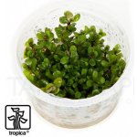 Ammania sp. Bonsai – Sleviste.cz