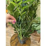 Kovová kruhová opora výška 100 cm – Zboží Dáma