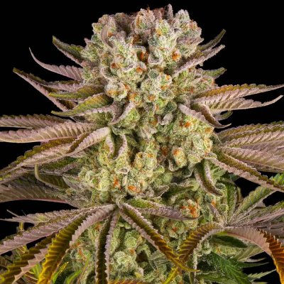 Barney's Farm Pineapple Express semena neobsahují THC 3 ks – Sleviste.cz