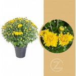 Chryzantéma, Chrysanthemum, kompaktní rostlina 30 - 35 cm, žlutá – Zbozi.Blesk.cz