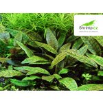 Cryptocoryne x purpurea – Hledejceny.cz