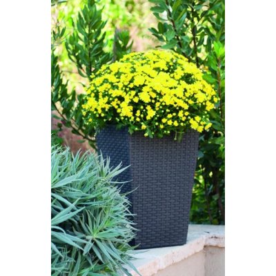 Keter Rattan Planter Plastový květináč S 44 x 29 cm antracit 228978 – Zbozi.Blesk.cz