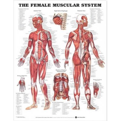 Svalová soustava ŽENA 50,8x66cm – Zboží Dáma