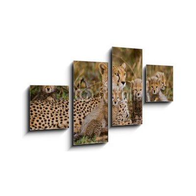 Obraz 4D čtyřdílný - 100 x 60 cm - Mother cheetah and her cubs in the savannah. Kenya. Tanzania. Africa. National Park. Serengeti. Maasai Mara. An excellent illustration