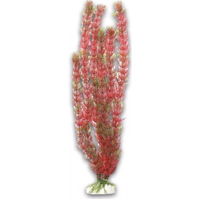 Hailea Foxtail 40 cm – Hledejceny.cz