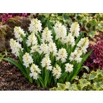 Puškinie 'Libanotica Alba' 10 ks – Hledejceny.cz