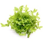 Dennerle Deponit NutriBalls 30 ks – Hledejceny.cz