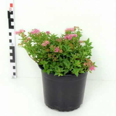 Spiraea japonica 'Japanese Dwarf' Prodejní velikost: 005/015, Velikost hrnku: 1 l – Sleviste.cz