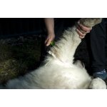 JK ANIMALS Prořezávací nůž 19 cm – Zbozi.Blesk.cz