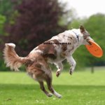 Trixie Dog Activity Disc - frisbee 23 cm – HobbyKompas.cz