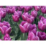 PURPLE PRINCE - FIALOVÝ TULIPÁN Množství cibulek v jednom balení: 5 ks – Sleviste.cz