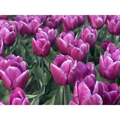 PURPLE PRINCE - FIALOVÝ TULIPÁN Množství cibulek v jednom balení: 5 ks – Sleviste.cz