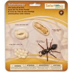 Safari Ltd. Životní cyklus Mravenec – Hledejceny.cz