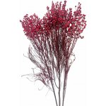 Stabilizovaná BRUNIA vínová svazek 60g – Hledejceny.cz