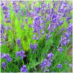 Levandule lékařská - Lavandula angustifolia - osivo levandule - 130 ks