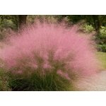 Muhlenbergia capillaris Velikost hrnku: 1 l – Zbozi.Blesk.cz