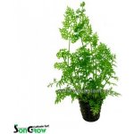 Ceratopteris thalictroides – Hledejceny.cz