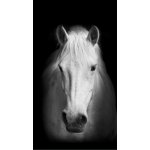 FOTOZÁVĚS BÍLÝ KŮŇ (LIGHT) – Hledejceny.cz
