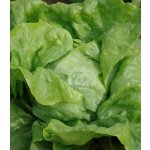 Salát hlávkový Dětenická atrakce - Lactuca sativa - semena salátu - 300 ks – Zboží Mobilmania