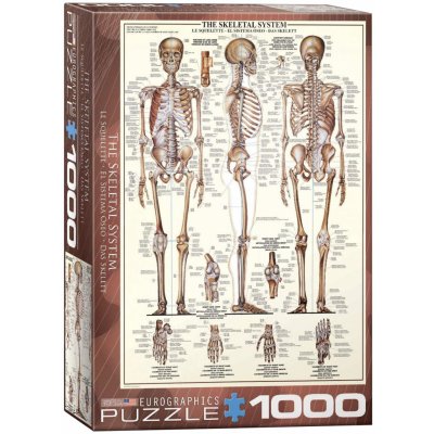 EuroGraphics Kosterní soustava The Skeletal System 1000 dílků