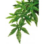 Hagen Exo Terra Abuliton rostlina velká 80 cm – Zboží Dáma