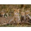 Tapety WEBLUX Fototapeta vliesová Mother cheetah and her cubs in the savannah. Kenya. Tanzania. Africa. National Park. Serengeti. Maasai Mara. An excellent illustration. - 10036 100 x 73 cm